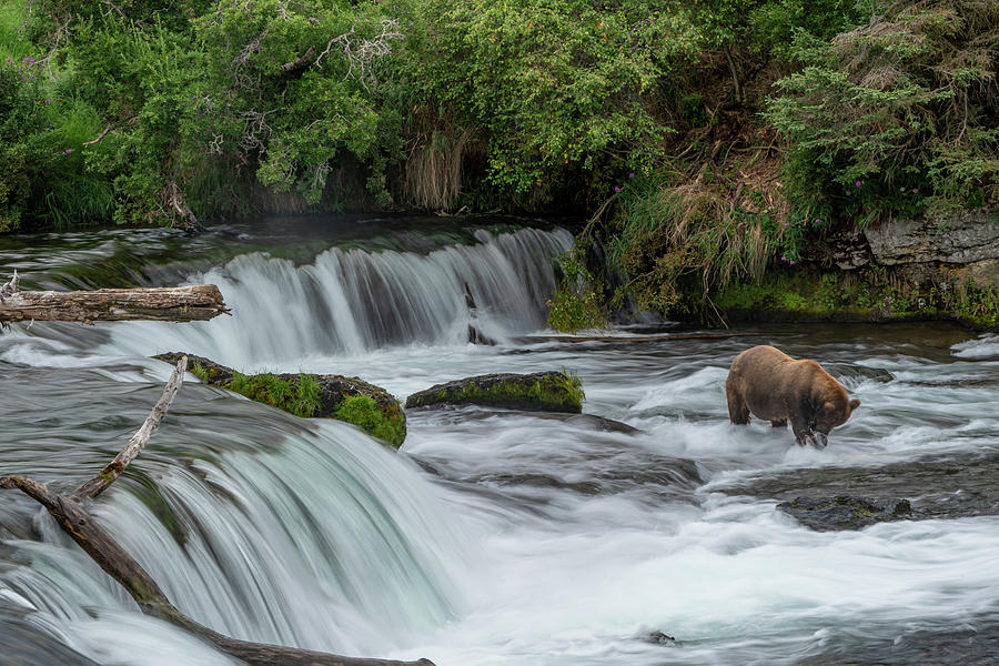 Brooks Falls Bear Photograph by Jim Miller