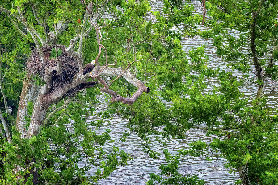 Brooks Island Eagles Nest Photograph by Susan Rissi Tregoning