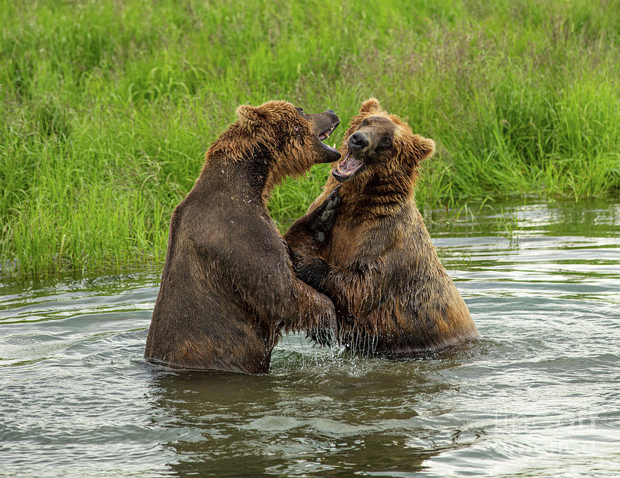 Brooks River Bears Photograph By David Guenther Fine Art America