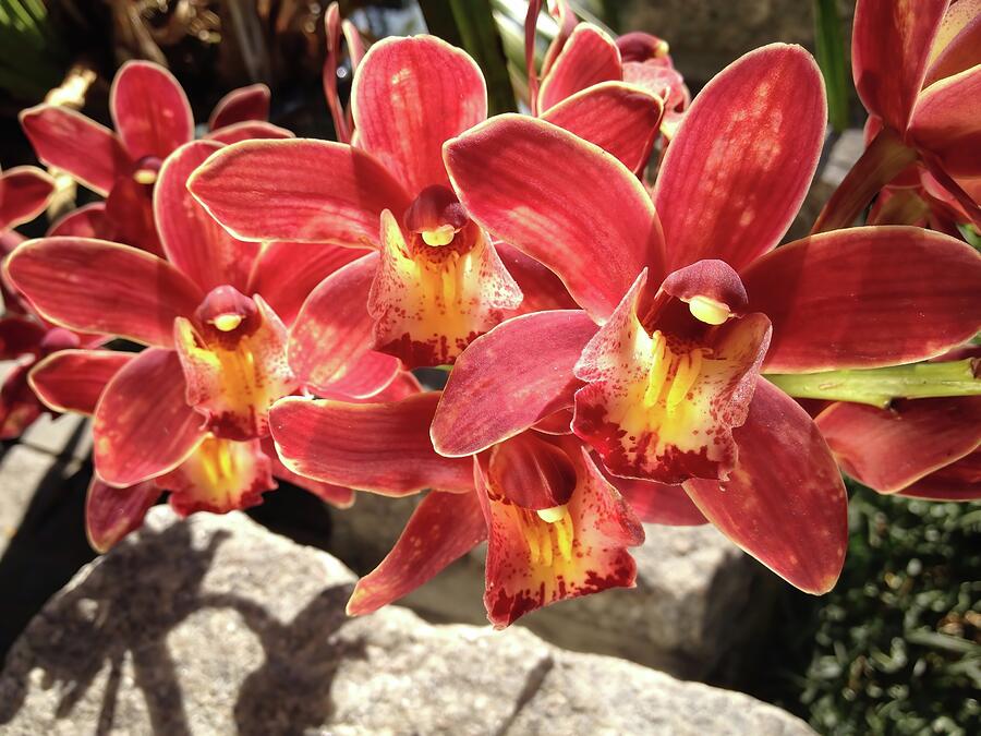 Brookside Gardens Red Orchids Photograph by Chris Scroggins Brookside Gardens Red Orchids Photograph by Chris Scroggins