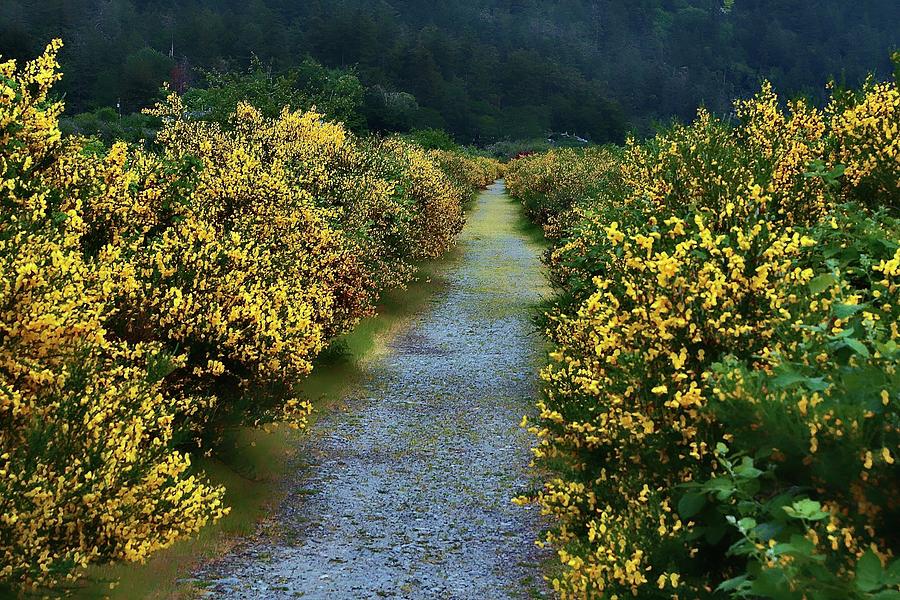 Broom Bushes Along The Path Photograph by Ian Baird