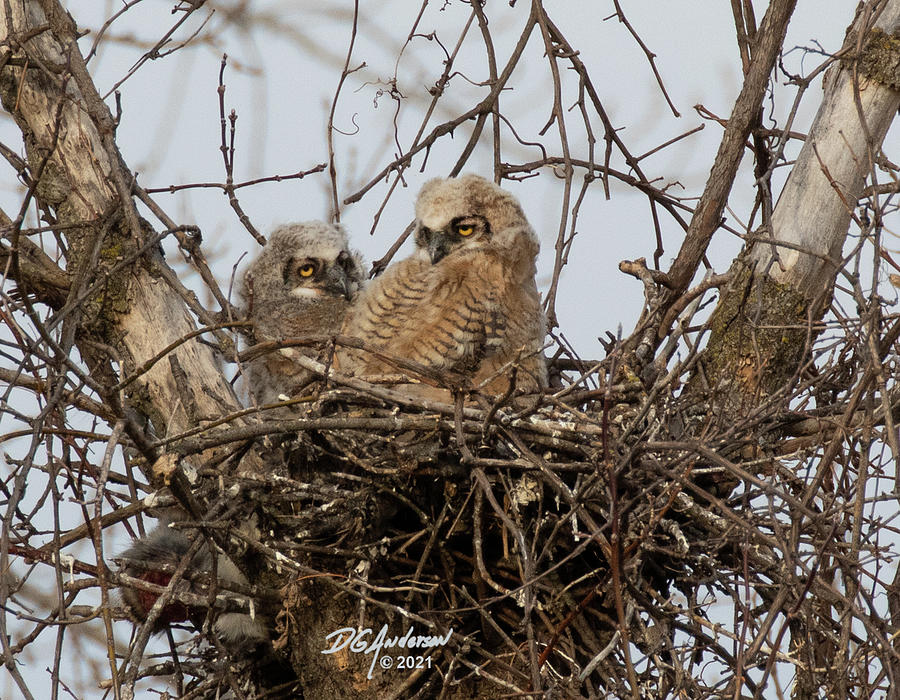 Brother Owl Photograph by Don Anderson