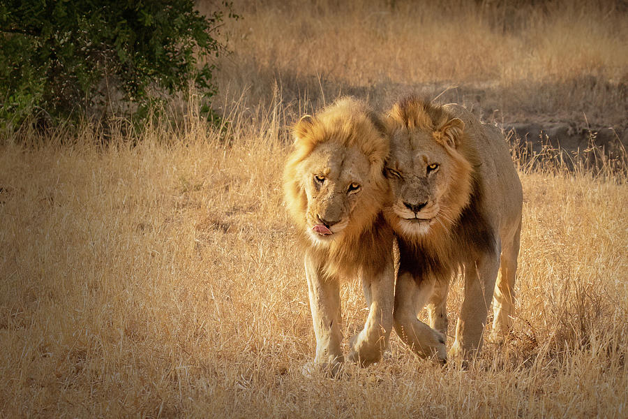 Brotherly Lion Love Photograph by Cheryl Strahl