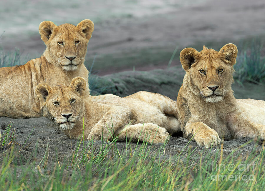 Lion Photograph - Brotherly Love - Africa by Sandra Bronstein