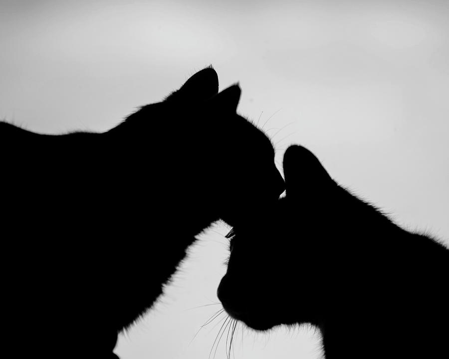 Brotherly Love. Cats grooming each other black and white Photograph by Toby McGuire