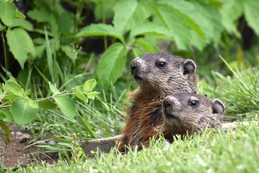 Brothers Photograph by Matt Fox - Fine Art America