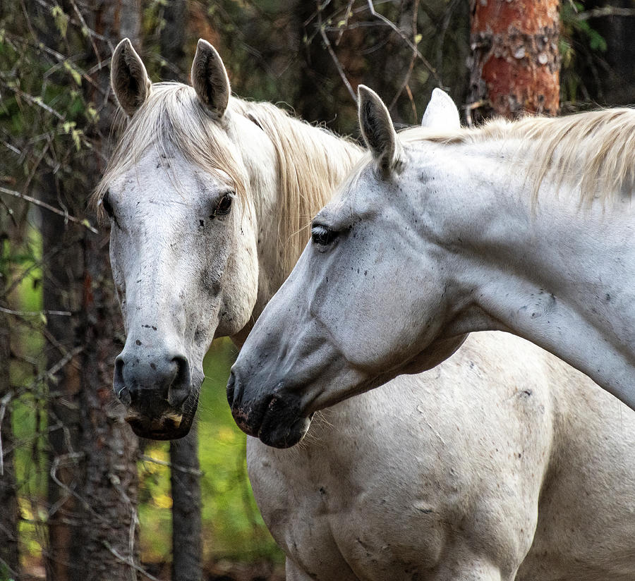 Horse Photograph - Brothers by Phil And Karen Rispin