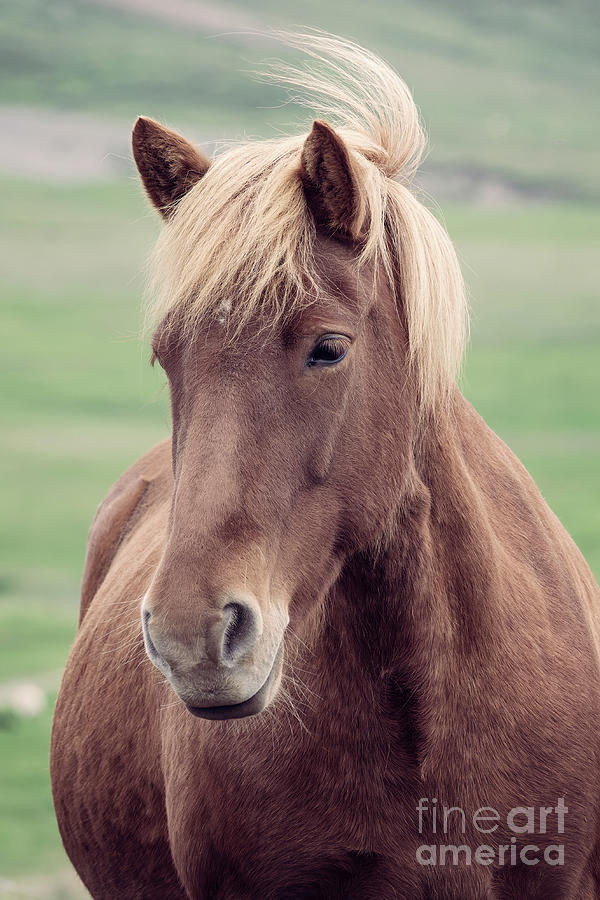 Brown icelandic horse Photograph by Delphimages Photo Creations