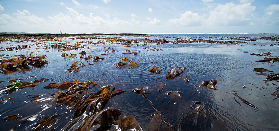 Brown algaes dancing at low tide Photograph by Jean-Luc Farges