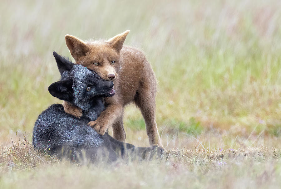 Brown and Black Fox Kit Hug Photograph by Max Waugh