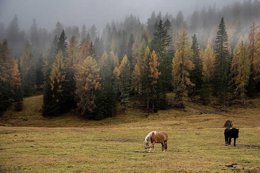 Brown and black horses in the field. South Tyrol Italy Photograph by Michalakis Ppalis
