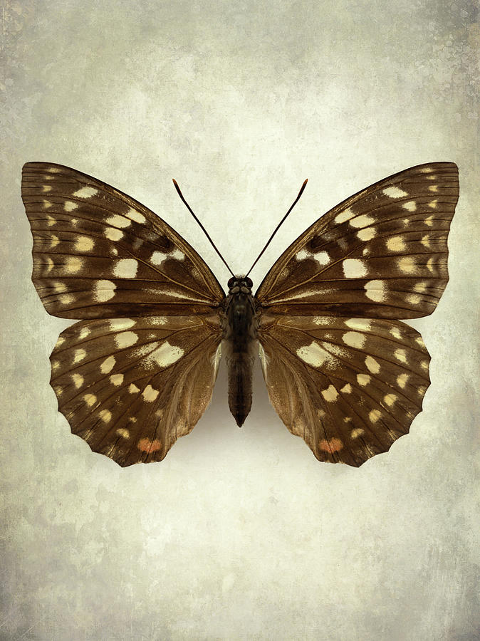 Brown and cream butterfly Photograph by Jaroslaw Blaminsky - Fine Art ...