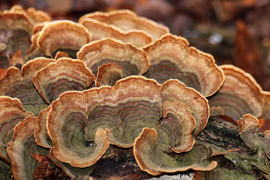 Brown and Green Turkey Tail Fungus Close-up Photograph by Sheila Brown