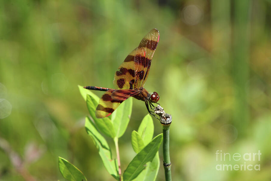 Nature Photograph - Brown and Orange Dragonfly by Deborah Kletch