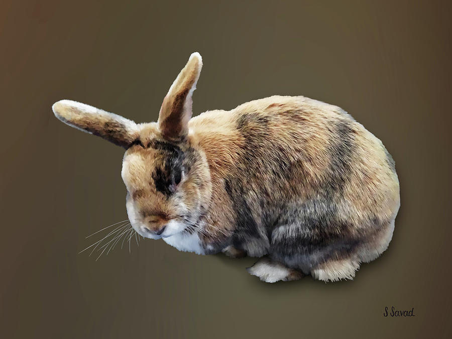Rabbit Photograph - Brown and Tan Rabbit by Susan Savad