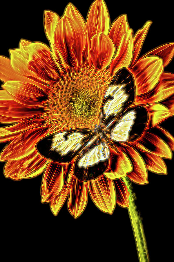 Brown And White Butterfly On Sunflower Abstract Photograph by Garry Gay
