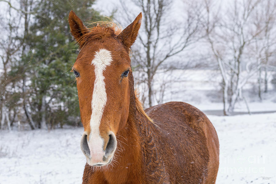 Brown And White Horse In Snow Photograph by Jennifer White