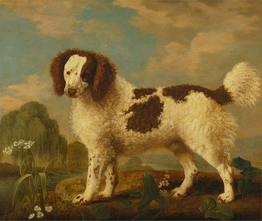  Brown and White Norfolk or Water Spaniel  Photograph by Paul Fearn