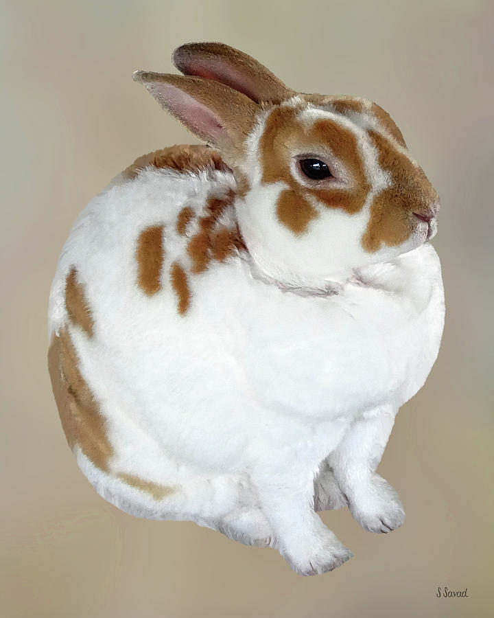 Brown and White Rex Rabbit Photograph by Susan Savad