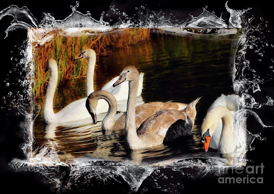 Brown and White Swans   Photograph by Elaine Manley