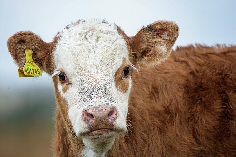 Brown and white young cow Photograph by Gareth Parkes