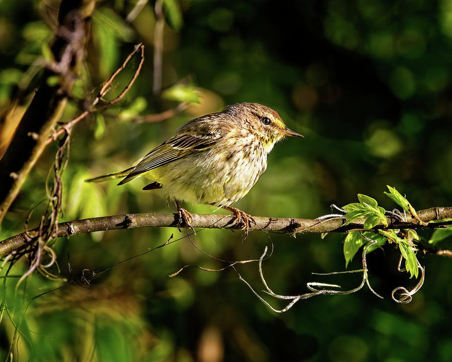  Palm Warbler, known for constantly bobbing its tail Photograph by Ronald Lutz