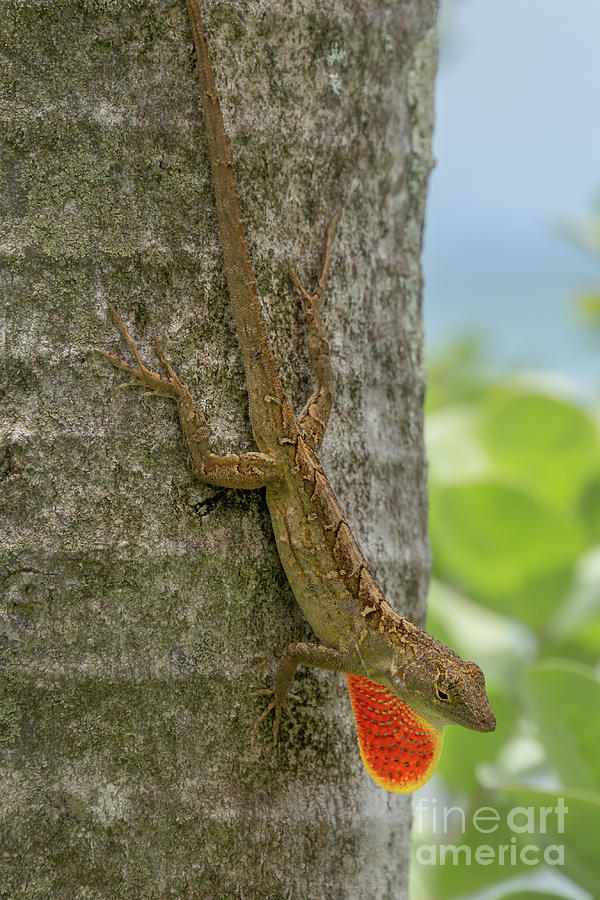 Brown Anole Courting Display Photograph by Nancy Gleason