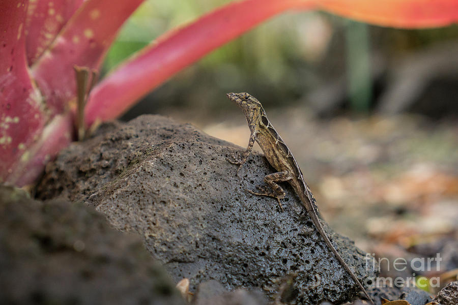 Nature Photograph - Brown Anole Female #5 by Nancy Gleason
