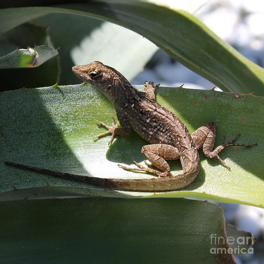 Brown Anole Lizard Photograph by Jindra Noewi