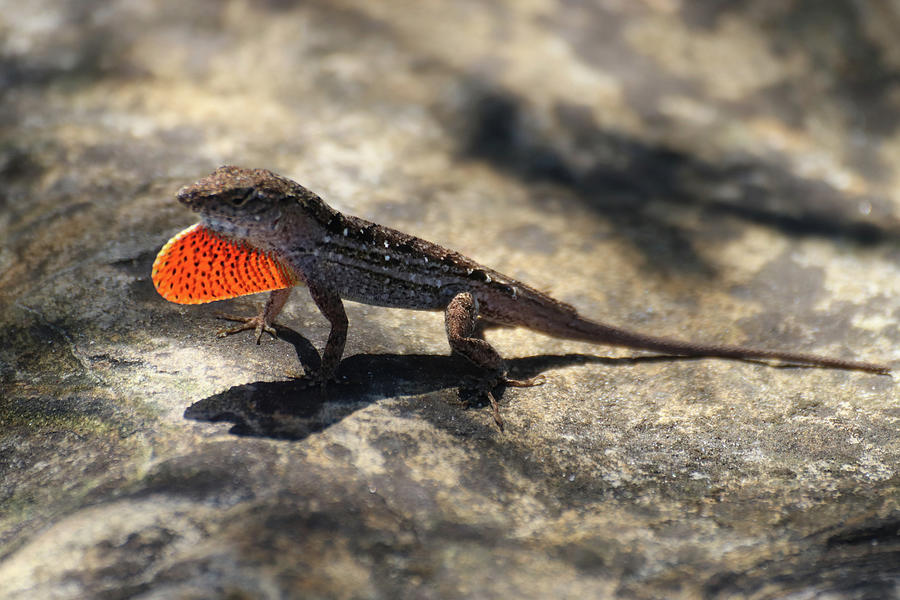 Brown Anole on a Rock Photograph by David T Wilkinson