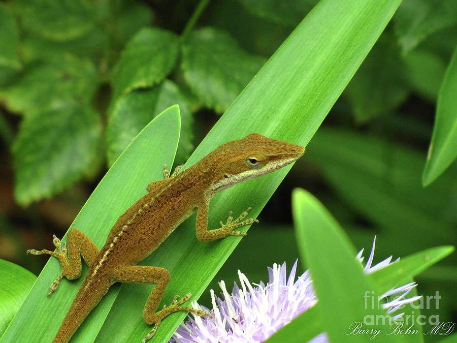 Brown Anole on green Photograph by Barry Bohn
