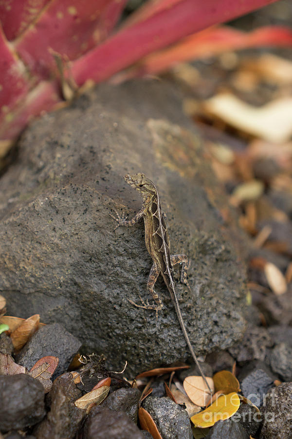 Animal Photograph - Brown Anole Poses on a Rock by Nancy Gleason
