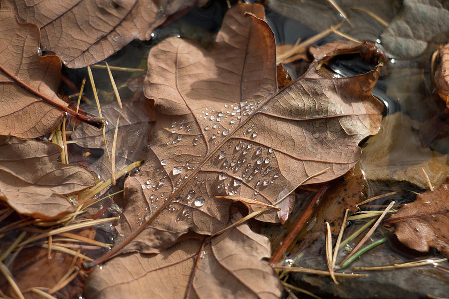 Brown Autumn Oak Leaves Floating In Water With Water Droplets. Photograph