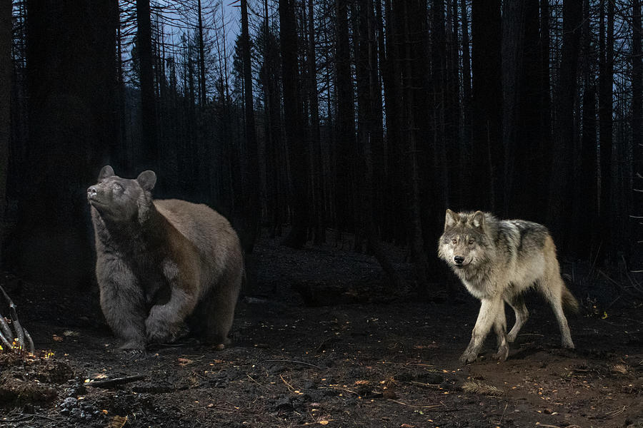Black Bear and Grey Wolf Photograph by Randy Robbins