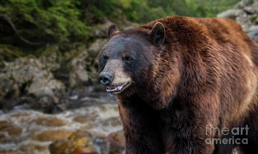 Brown Bear and Stream Photograph by Arterra Picture Library