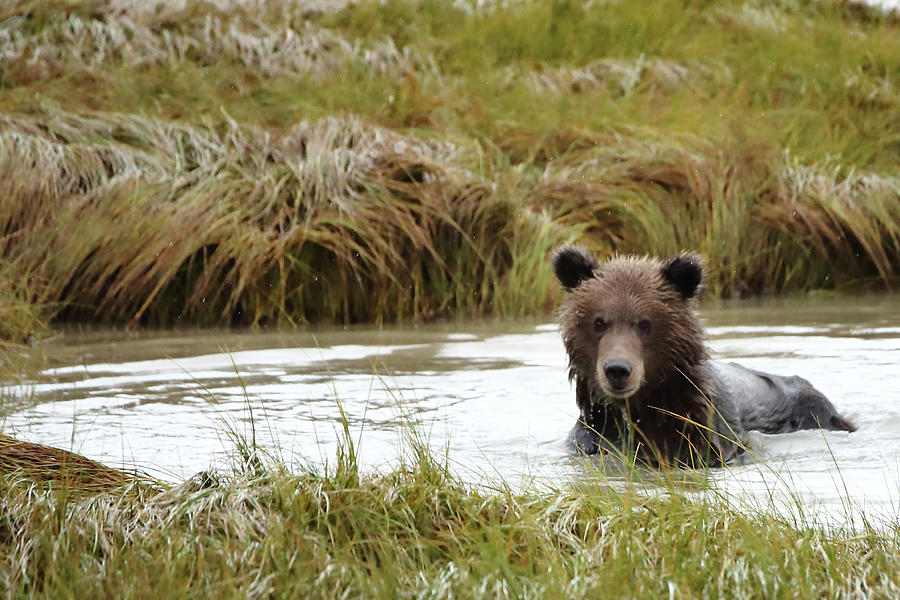 Brown bear bath Photograph by Coby Cooper