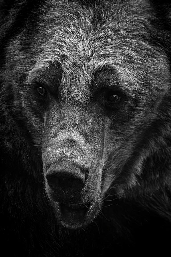 Brown bear Black and white Photograph by Gabriella Sjolander ...