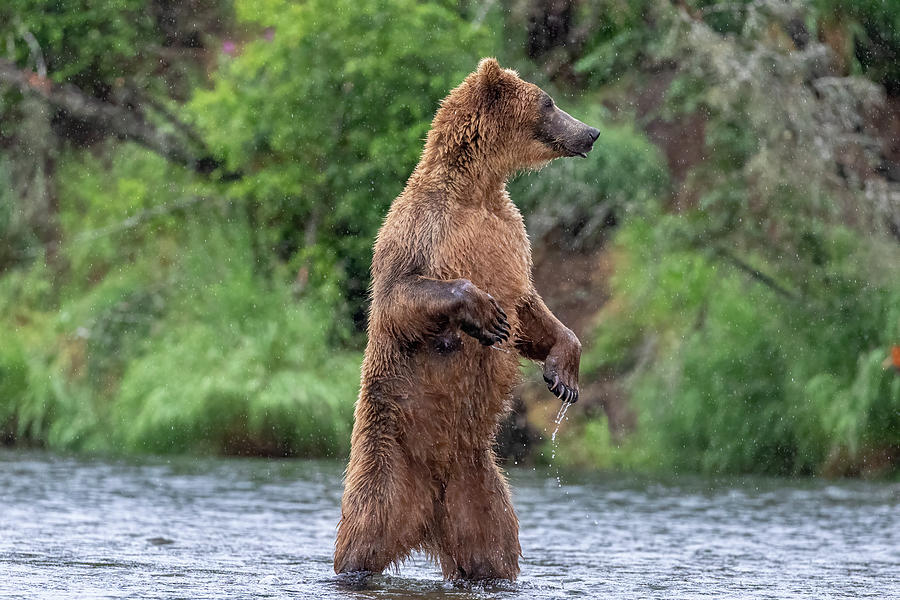 Brown Bear, Brown Bear, What do you See? Photograph by Randy Robbins