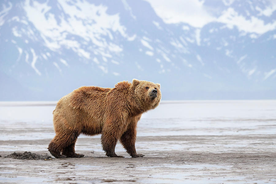 Brown Bear by the Bay Photograph by James Capo