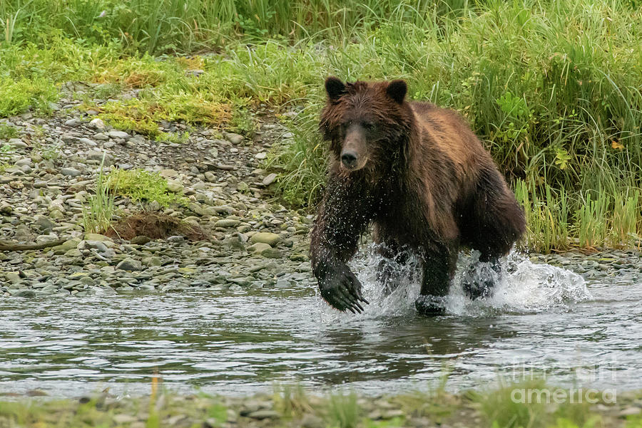 Summer Photograph - Brown Bear Chasing Salmon in Pack Creek, Alaska #2 by Nancy Gleason