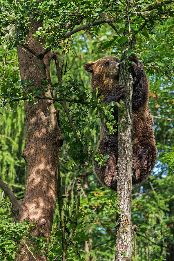 Tree Photograph - Brown Bear Climbing Tree by Arterra Picture Library