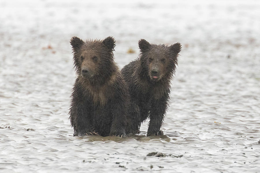 Brown Bear Coy Siblings Photograph by Belinda Greb