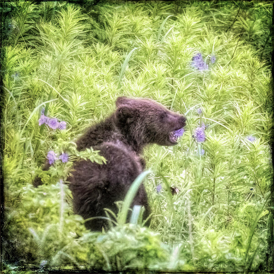 Brown Bear Cub About to Eat a Flower Photograph by Belinda Greb