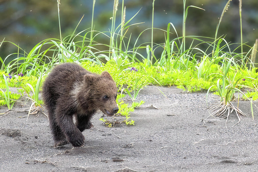 Brown Bear Cub Catching Up Photograph by Belinda Greb
