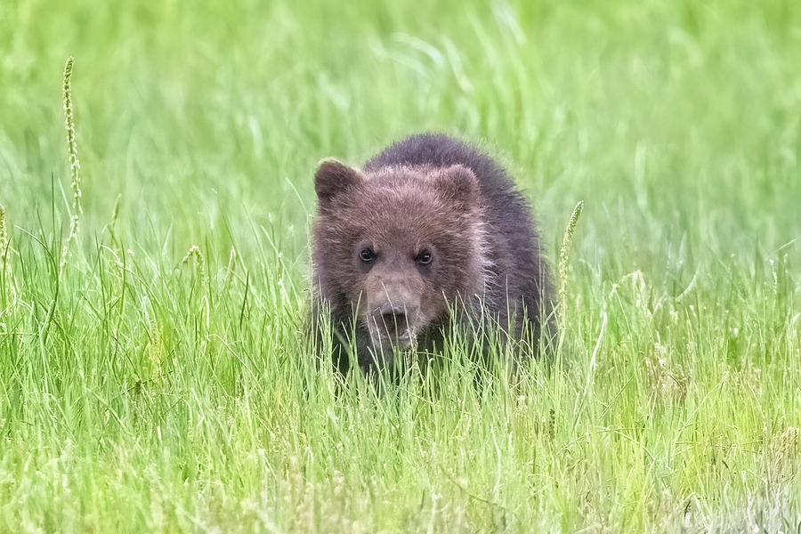 Brown Bear Cub Looking at My Camera Photograph by Belinda Greb
