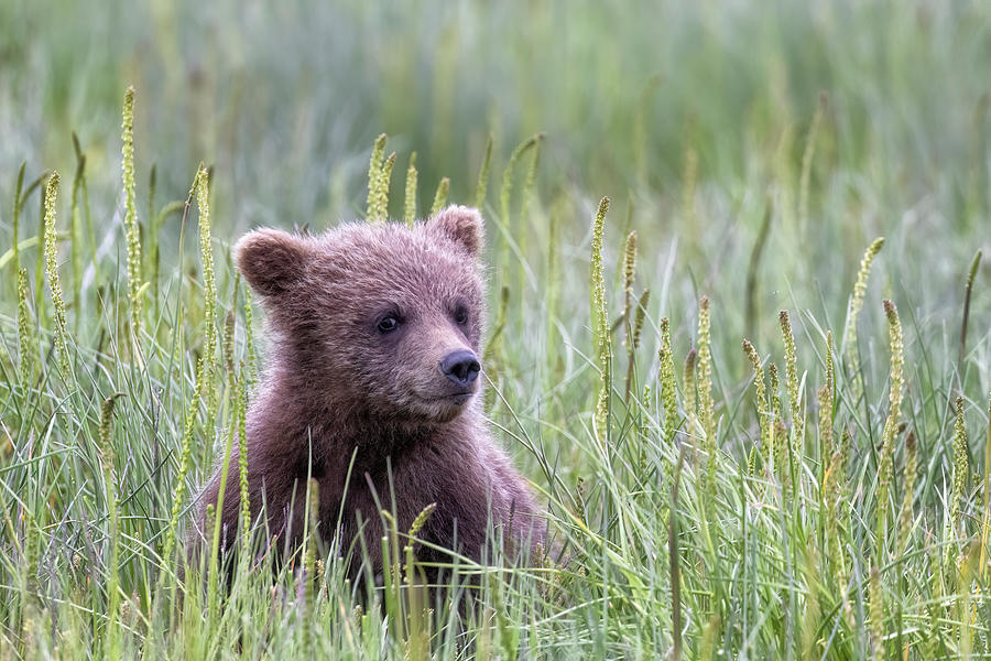 Brown Bear Cub Looking Cute Photograph by Belinda Greb