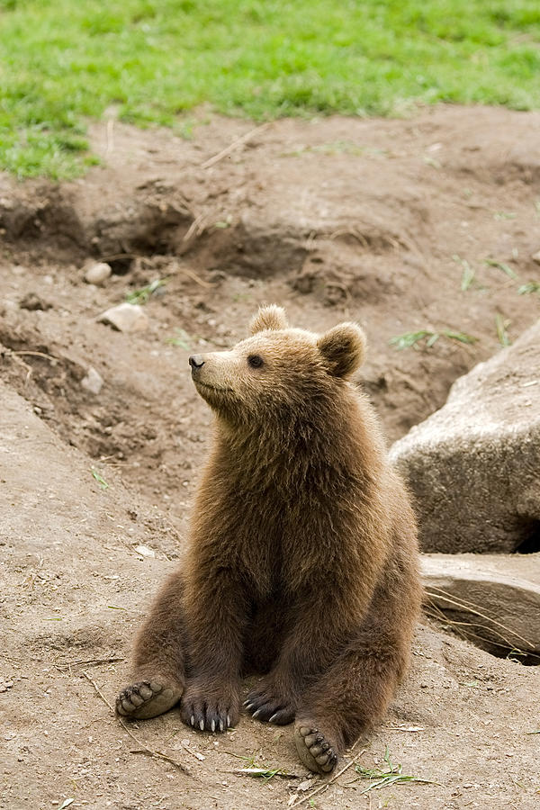Brown Bear cub (Ursus arctos) Photograph by AYImages
