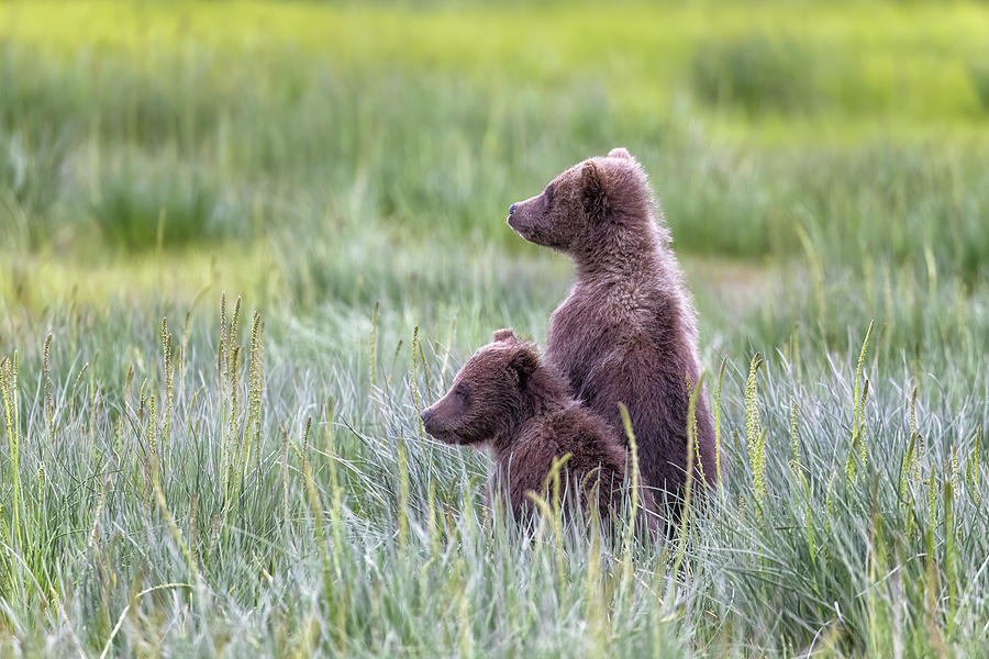 Brown Bear Cubs Alert Photograph by Belinda Greb