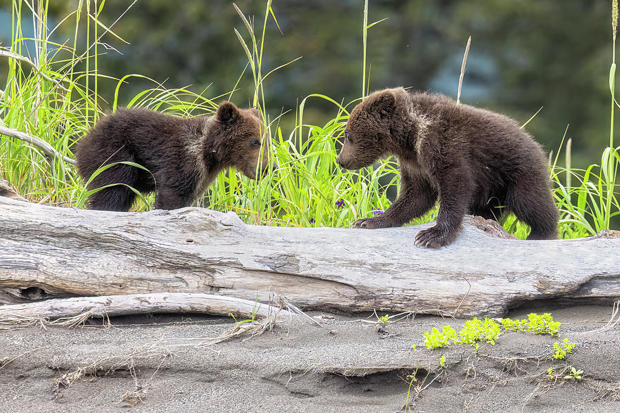 Brown Bear Cubs - Face-off 2023 Photograph by Belinda Greb