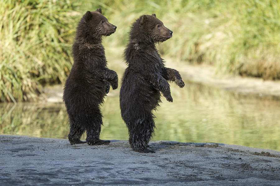 Brown Bear Cubs, Katmai National Park, Alaska Photograph by Paul Souders